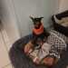 Zwergpinscher Welpe - Bild 7