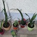 Verschiedene Pflanzen - Bild 2
