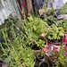 Div. Stauden, Bartnelken, Erdbeeren, Cannas - Bild 3