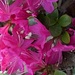 Japanische Azaleen - Bild 1