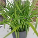 Gartenpflanze große Dreimasterblume lila 10 Euro - Bild 5