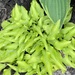 Funkien/Hosta - Bild 3