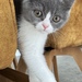 Britisch Kurzhaar Kitten Geimpft Entwurmt  - Bild 1