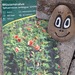 Verschiedene Pflanzen - Bild 4