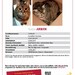 Katze vermisst in der Neustadt - Bild 1
