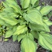 Funkien/Hosta - Bild 4
