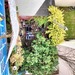 Haus WG sucht neue Mitbewohnis - Bild 5