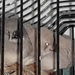 junge männliche Zebrafinken abzugeben - Bild 1