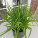 Gartenpflanze große Dreimasterblume lila 10 Euro - Bild 3