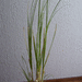 Kleines Pampasschilf - Bild 1