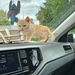 Britisch Kurzhaar Kitten Geimpft Entwurmt  - Bild 5