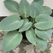 Funkien/Hosta - Bild 9