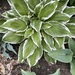 Funkien/Hosta - Bild 5