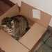 Katze vermisst in der Neustadt - Bild 4