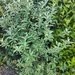 SCHMETTERLINGSTRAUCH  - Bild 1