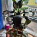 Kalanchoe daigremontiana  Pflanze  - Bild 5