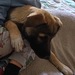 Mischlingsh?ndin Welpe  Mali - Bild 2