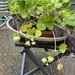 Div. Stauden, Bartnelken, Erdbeeren, Cannas - Bild 4
