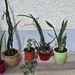 Verschiedene Pflanzen - Bild 1