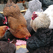 Hausgemeinschaft sucht Mitgestalter - Bild 1