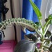 Kalanchoe daigremontiana  Pflanze  - Bild 1
