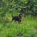 Zwergpinscher Welpe - Bild 5