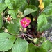Div. Stauden, Bartnelken, Erdbeeren, Cannas - Bild 7
