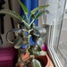 Kalanchoe daigremontiana  Pflanze  - Bild 3