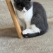 Britisch Kurzhaar Kitten Geimpft Entwurmt  - Bild 3