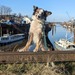 Haus WG sucht neue Mitbewohnis - Bild 6