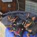 Zwergpinscher Welpe - Bild 2