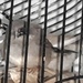 junge männliche Zebrafinken abzugeben - Bild 2