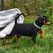 Zwergpinscher Welpe - Bild 4