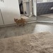 Britisch Kurzhaar Kitten Geimpft Entwurmt  - Bild 4