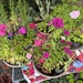 Div. Stauden, Bartnelken, Erdbeeren, Cannas - Bild 2