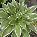 Funkien/Hosta - Bild 7