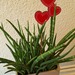 Verschiedene Pflanzen - Bild 6