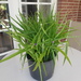Gartenpflanze große Dreimasterblume lila 10 Euro - Bild 1