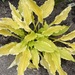 Funkien/Hosta - Bild 6