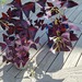 Roter Glücksklee, Oxalis triangularis - Bild 1