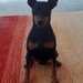 Zwergpinscher Welpe - Bild 8