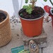 Verschiedene Pflanzen - Bild 3