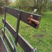 Anhänger von Warnke mit TÜV und neuen Reifen - Bild 7