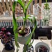Albucas bracteata, Falsche Meerzwiebel - Bild 2