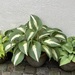 Funkien/Hosta - Bild 10