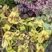 Purpurglöckchen. Heuchera-Vielvslt - Bild 3