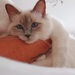 Birma Kater  - Bild 1