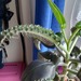 Kalanchoe daigremontiana  Pflanze  - Bild 2