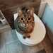 Katze vermisst in der Neustadt - Bild 2