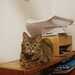 Katze vermisst in der Neustadt - Bild 5